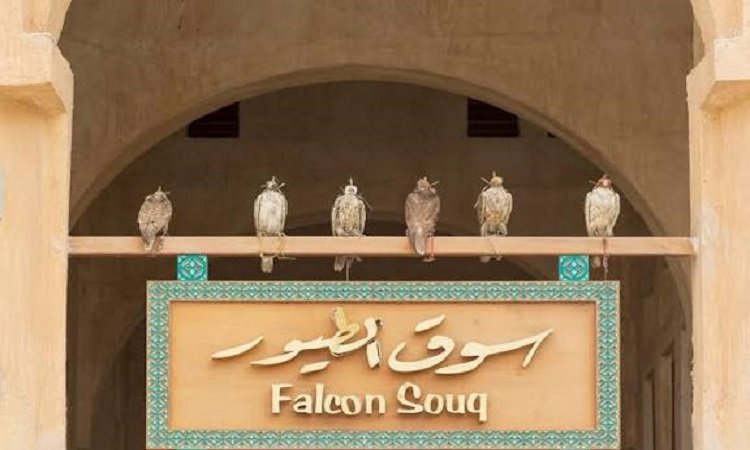 শিকার মৌসুমের প্রস্তুতিতে সরগরম কাতারের সুক ওয়াকিফ, বাজপাখির বিক্রি বেড়েছে ৬০ শতাংশ