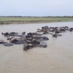 রাঙ্গাবালীর সোনারচর অভয়ারণ্যে বুনো মহিষ শিকার ও পাচার রোধে হিমশিম বন বিভাগ