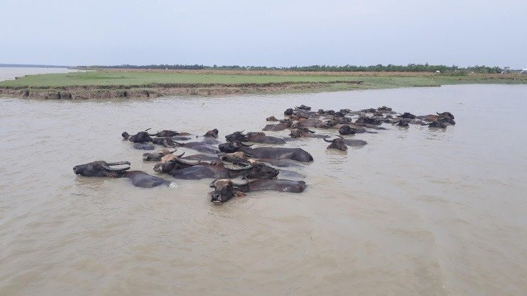 রাঙ্গাবালীর সোনারচর অভয়ারণ্যে বুনো মহিষ শিকার ও পাচার রোধে হিমশিম বন বিভাগ