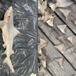 ইন্দোনেশিয়ার নদীতে গাঙ্গেয় হাঙরের নতুন আবাসস্থল: বিলুপ্তপ্রায় প্রজাতি রক্ষায় আশার আলো