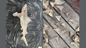 ইন্দোনেশিয়ার নদীতে গাঙ্গেয় হাঙরের নতুন আবাসস্থল: বিলুপ্তপ্রায় প্রজাতি রক্ষায় আশার আলো