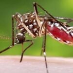 খুলনার মিয়াপাড়া-টুটপাড়া এলাকায় ডেঙ্গুর প্রকোপ, ১০০ গজ গলির মধ্যে ডেঙ্গু আক্রান্ত ২০ জনের বেশি , আতঙ্কে নগরবাসী