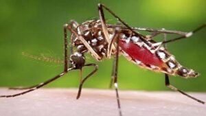 খুলনার মিয়াপাড়া-টুটপাড়া এলাকায় ডেঙ্গুর প্রকোপ, ১০০ গজ গলির মধ্যে ডেঙ্গু আক্রান্ত ২০ জনের বেশি , আতঙ্কে নগরবাসী