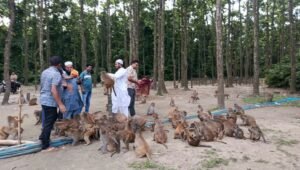 ফুলবাড়ীয়ায় সন্তোষপুর ইকোপার্ক স্থাপনের সরকারি সিদ্ধান্তে এলাকাবাসীর মধ্যে ব্যাপক উৎসাহ