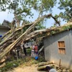 কুষ্টিয়ায় গাছ উপড়ে বসতবাড়ি ধ্বংস