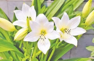 শুভ্র সৌন্দর্যের আধার সেন্ট ক্রিস্টোফার লিলি