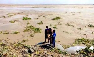 ভোলায় মেঘনার তীর ধসে বিজিবি সদস্যসহ নিখোঁজ দুই বন্ধু