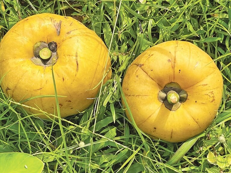 তৈকর ও বনকাঁকরোল: হারিয়ে যাওয়া দুই পুষ্টিগুণে ভরপুর ফলের পরিচিতি