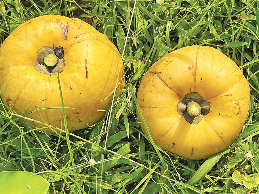 তৈকর ও বনকাঁকরোল: হারিয়ে যাওয়া দুই পুষ্টিগুণে ভরপুর ফলের পরিচিতি