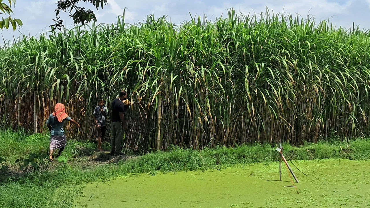 রাজবাড়ীর গোয়ালন্দে নারী নিহতের ঘটনায় প্রধান অভিযোগে জড়িত ব্যক্তি গ্রেপ্তার