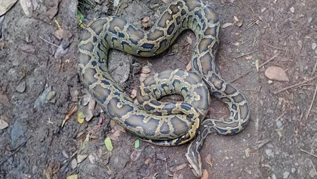 বোয়ালখালীতে বাগানের জালে আটকা পড়া ১২ ফুট দীর্ঘ অজগর উদ্ধার