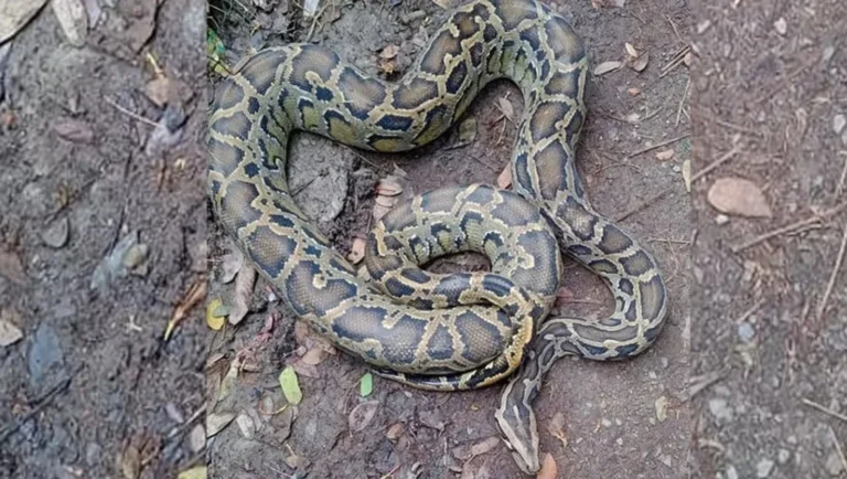 বোয়ালখালীতে বাগানের জালে আটকা পড়া ১২ ফুট দীর্ঘ অজগর উদ্ধার