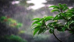 লঘুচাপের প্রভাব ও দেশের আবহাওয়া নিয়ে সর্বশেষ পূর্বাভাস