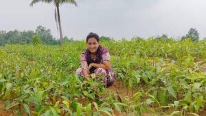 আমের চারা বিক্রি করে বছরে ২০ লাখ টাকা আয়