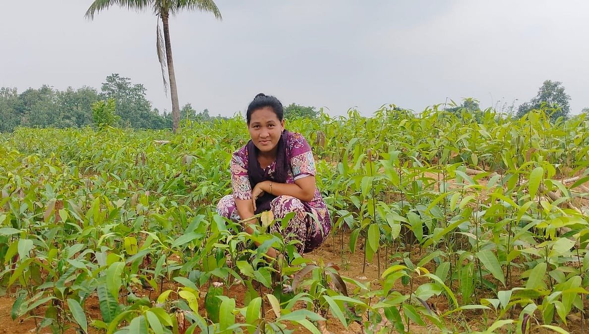 আমের চারা বিক্রি করে বছরে ২০ লাখ টাকা আয়