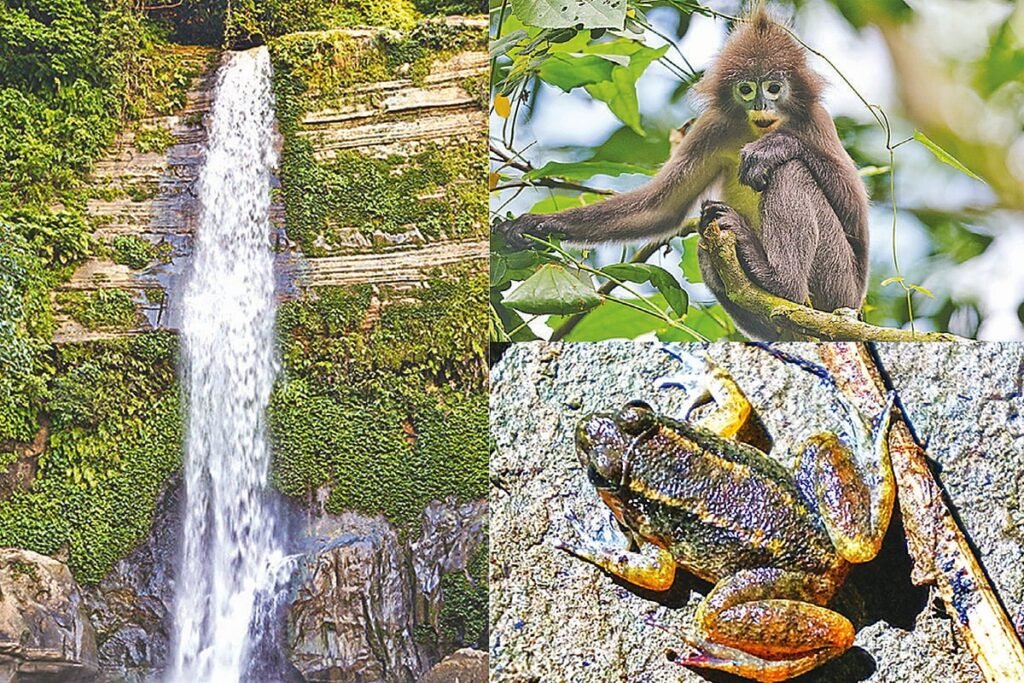 মাধবকুণ্ড: জলপ্রপাতের আড়ালে প্রাণিজগতের এক অজানা জগৎ