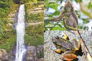 মাধবকুণ্ড: জলপ্রপাতের আড়ালে প্রাণিজগতের এক অজানা জগৎ