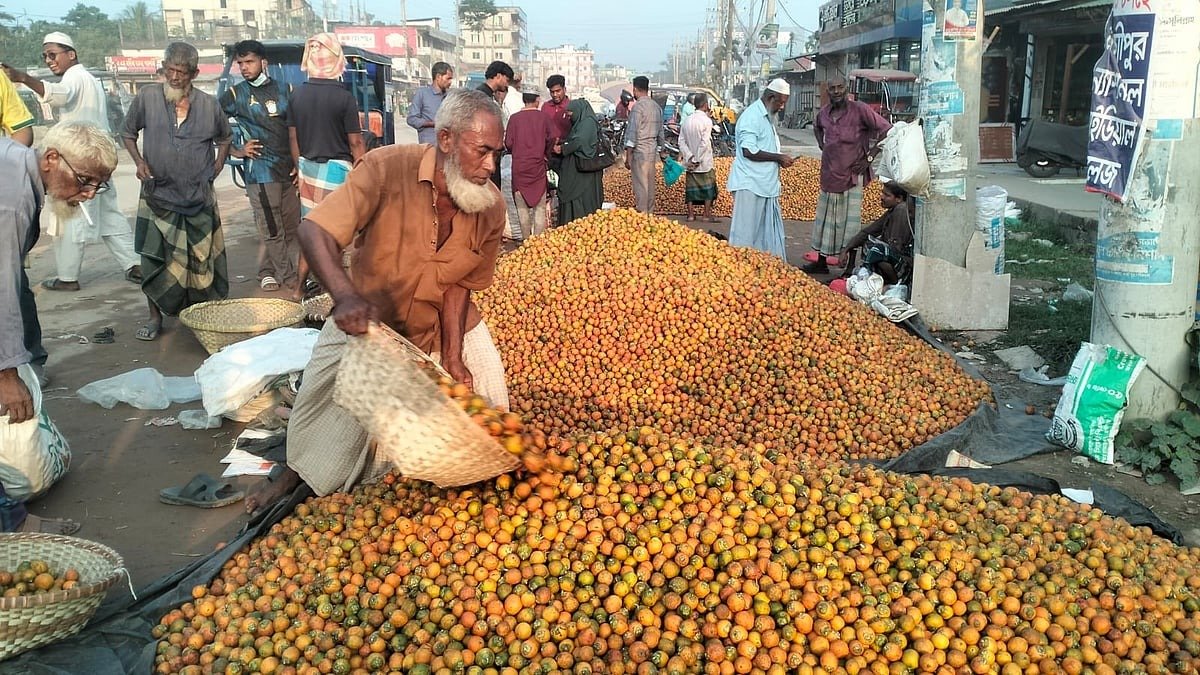 লক্ষ্মীপুরে ৭১০ কোটি টাকার সুপারি বেচাকেনার মৌসুম