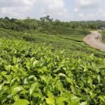জ্বালানি সংকট নিরসনে চা-বাগানের অব্যবহৃত জমি হতে পারে সমাধান