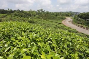 জ্বালানি সংকট নিরসনে চা-বাগানের অব্যবহৃত জমি হতে পারে সমাধান