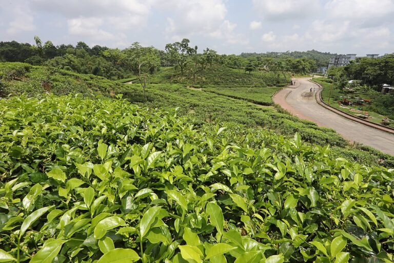 জ্বালানি সংকট নিরসনে চা-বাগানের অব্যবহৃত জমি হতে পারে সমাধান