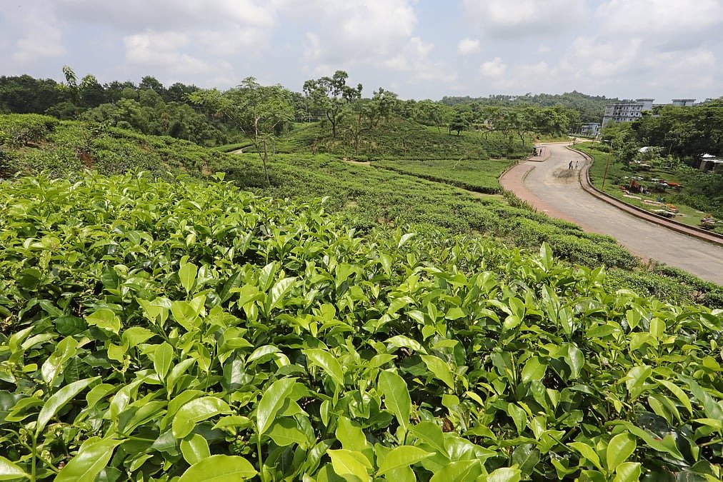 জ্বালানি সংকট নিরসনে চা-বাগানের অব্যবহৃত জমি হতে পারে সমাধান