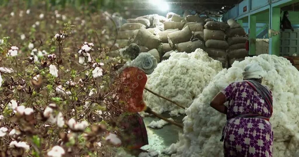 ২০৫০ সালের মধ্যে ১৯ লাখ বেল তুলা উৎপাদনের লক্ষ্যমাত্রা