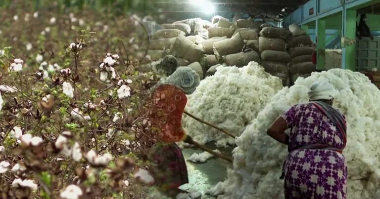 ২০৫০ সালের মধ্যে ১৯ লাখ বেল তুলা উৎপাদনের লক্ষ্যমাত্রা