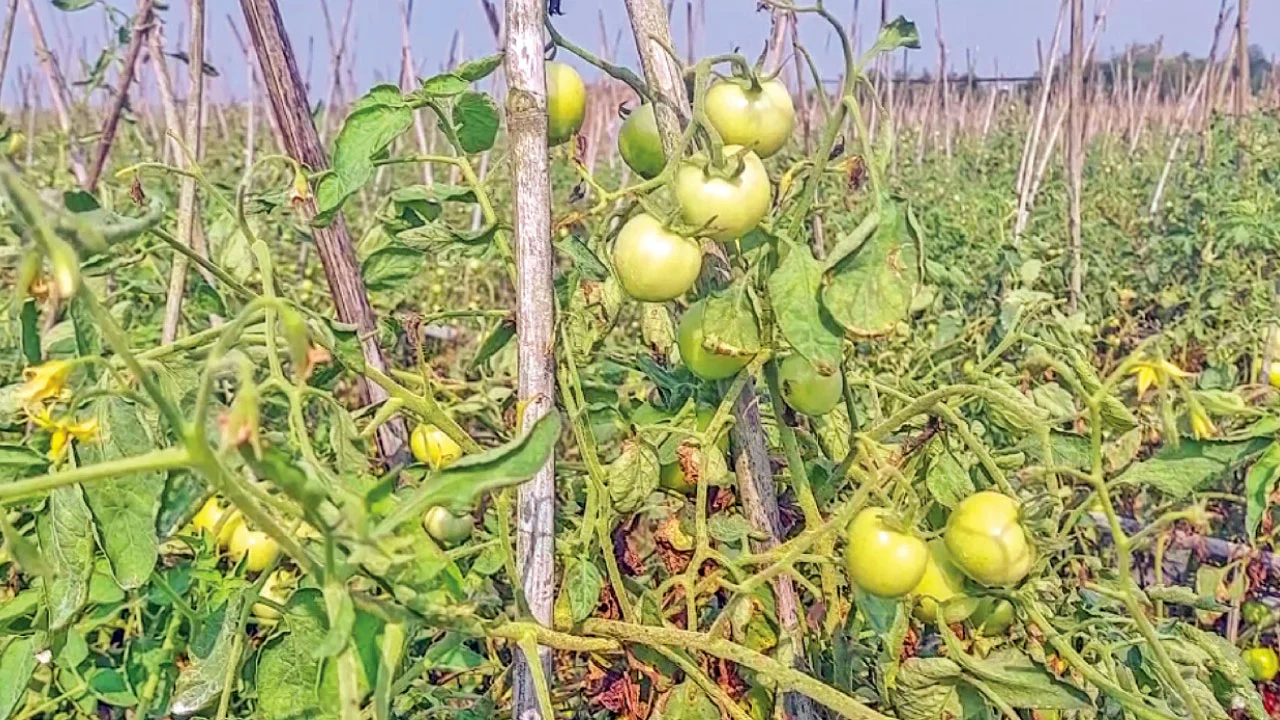 মৌলভীবাজারে টমেটো চাষে সাফল্য, তবুও লোকসানের শঙ্কায় কৃষকরা