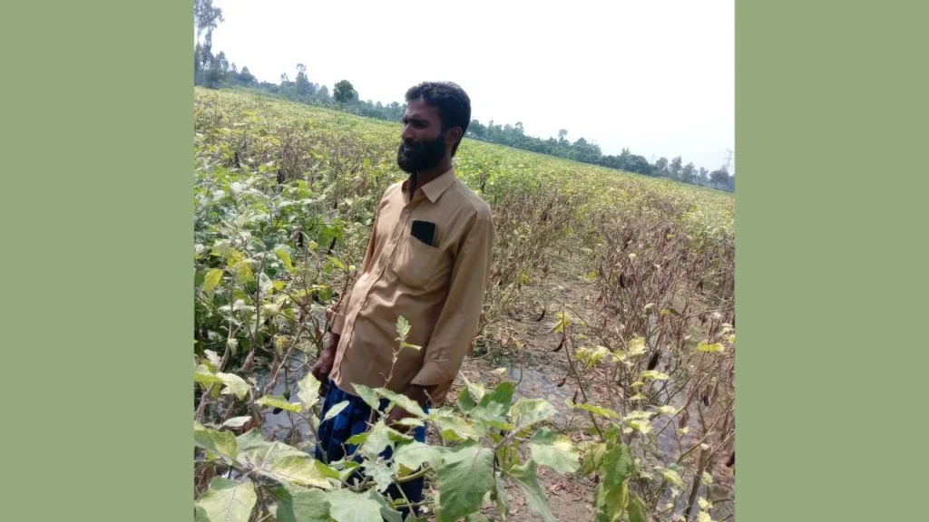 বীরগঞ্জে বেগুন ক্ষেতে বিষ প্রয়োগে লক্ষাধিক টাকার ক্ষতি